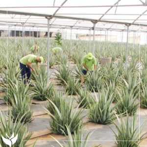 Ekologiczna-uprawa-aloesu-dla-marki-ha-ra